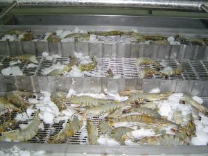 kho lạnh bảo quản tôm