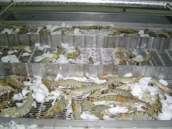 kho lạnh bảo quản tôm