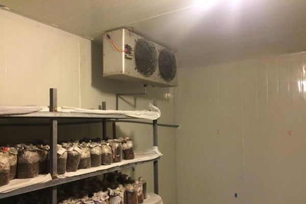 Thiết kế kho lạnh bảo quản nấm