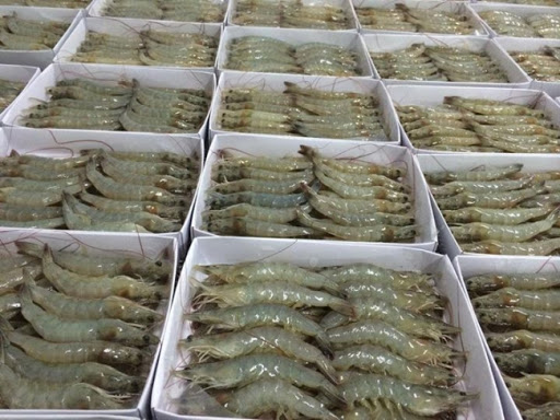 thiết kế kho lạnh bảo quản tôm 1